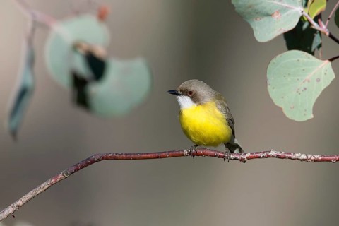 White-throated Gerygone (Gerygone olivacea), Victoria, Australia
