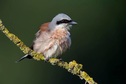 Neuntöter, Rotrückenwürger, Red-backed Shrike, Lanius collurio, Pie-grièche écorcheur, Alcaudón