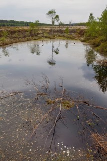 The raised bog Mecklenbruch, Silberborn, Holzminden district, Solling, Lower Saxony, Germany
