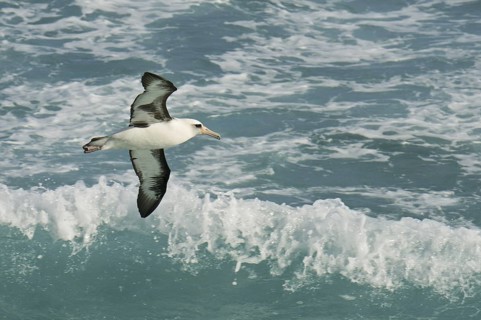 Laysan Albatross (Phoebastria immutabilis), Hawaii, USA
