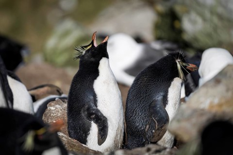Rockhopper penguins (Eudyptes chrysocome), two adults in colony, one calling with beak pointing to