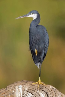 Great Egret, (Egretta gularis), foraging, Raysut, Salalah, Dhofar, Oman