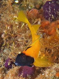 Black-faced blenny (Tripterygion delaisi)