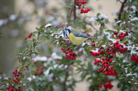 Eurasian Blue Tit (Cyanistes caeruleus) feeding on Firethorn (Pyracantha) berries, Saxony, Germany