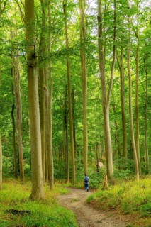 The Hochuferwanderweg from Baabe via Sellin to Binz, through dense beech forest, along the cliffs,