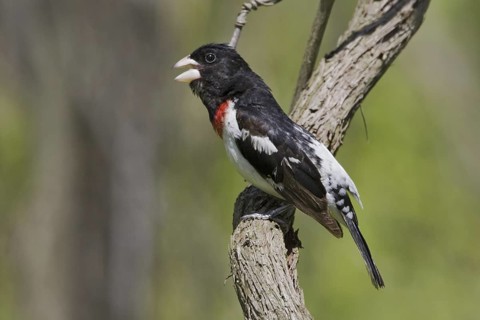 Rose-breasted Grosbeak (Pheucticus ludovicianus) singing, Ontario, Canada