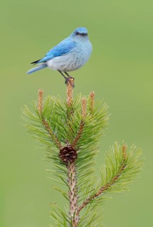 Mountain Bluebird (Sialia currucoides) male perched on a branch, British Columbia, Canada