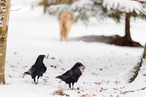 Two common ravens (Corvus corax) stand on a snow-covered meadow on a cloudy day, searching for food