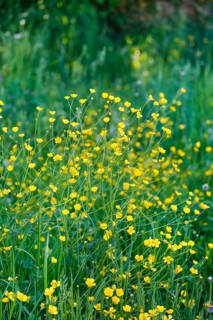 A sun-drenched wildflower meadow with numerous yellow flowers and green grass, buttercups