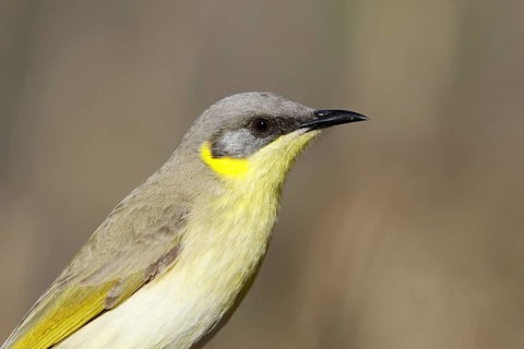 Grey-headed Honeyeater (Ptilotula keartlandi), Northern Territory, Australia