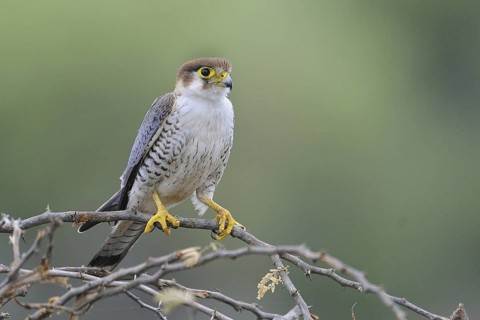 Red-necked Falcon (Falco chicquera), India