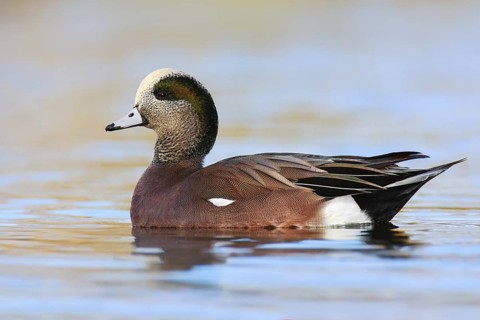 American Wigeon (Mareca americana) male, British Columbia, Canada