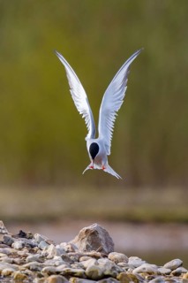 Common Tern (Sterna hirundo) flying, North Rhine-Westphalia, Germany