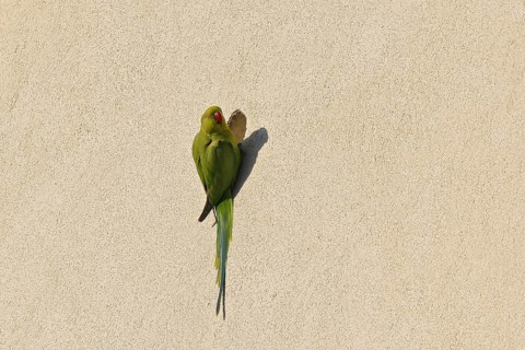 Rose-ringed Parakeet (Psittacula krameri) at nesting hole in house front, Baden-Wuerttemberg,