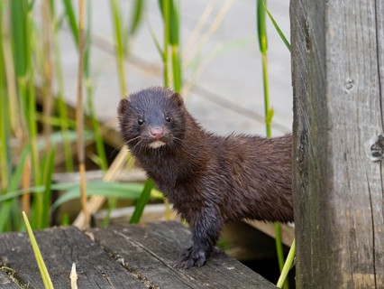A mink looks interested