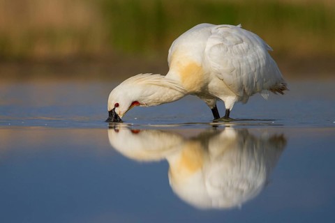 Eurasian Spoonbill (Platalea leucorodia) foraging, Pusztaszer, Hungary