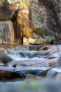 White-throated Dipper (Cinclus cinclus), Madrid, Spain