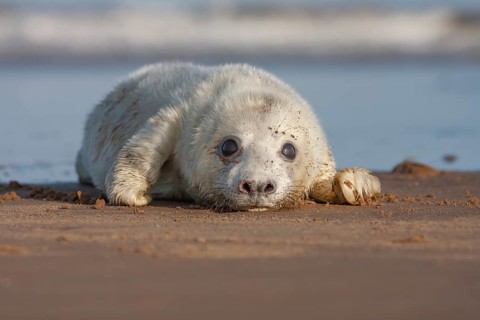 Grey seal (Halichoerus grypus) juvenile baby pup marine mammal on a beach, England, United Kingdom