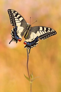 Schwalbenschwanz (Papilio machaon) zeigt sich prächtig mit den geöffneten Flügeln von der