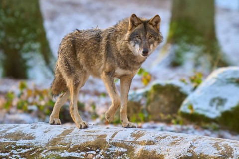 A wolf in a snow-covered forest stares intently, surrounded by tree trunks, Winter, Wolf (Canis
