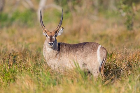 Waterbuck, (Kobus ellipsiprymnus) Common Waterbuck, Elliptic Waterbuck, African Antelope,