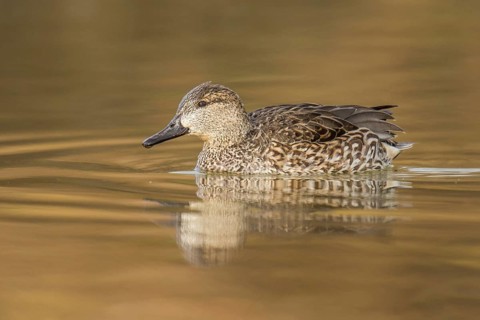 Green-winged Teal (Anas carolinensis) female, Arizona, USA