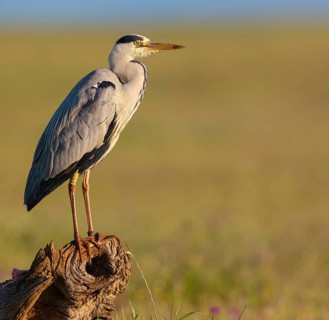 Grey grey heron (Ardea cinerea), Foraging, Boat Trip, Tiszaalpár, Kiskunsági National Park,