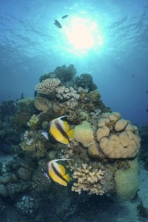 Red Sea bannerfish (Heniochus intermedius)