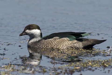 Green Pygmy Goose (Nettapus pulchellus) female, Northern Territory, Australia