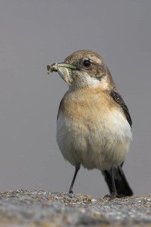 Northern Wheatear (Oenanthe oenanthe) female, Lesvos, Greece