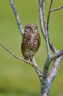 Burrowing owl (Speotyto cunicularia), sitting on a branch and observing the surroundings, Pembroke