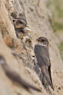 Common Sand Martin - Uferschwalbe - Riparia riparia ssp. riparia, Germany, adult and juvenile