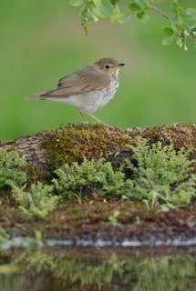 Swainson's Thrush (Catharus ustulatus) perched on a mossy log at a waterhole, Texas, USA