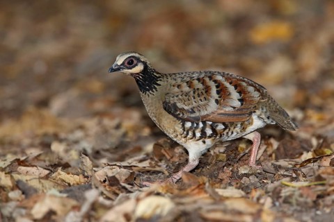 Bar-backed Partridge (Arborophila brunneopectus), Kaeng Krachan, Thailand
