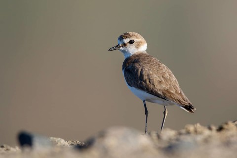 Kentish Plover (Charadrius alexandrinus) female, Lesvos, Greece