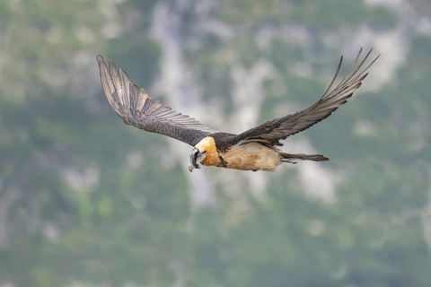 Bearded Vulture (Gypaetus barbatus) flying, Italy