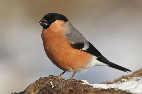 Eurasian Bullfinch (Pyrrhula pyrrhula) male, Rhineland-Palatinate, Germany