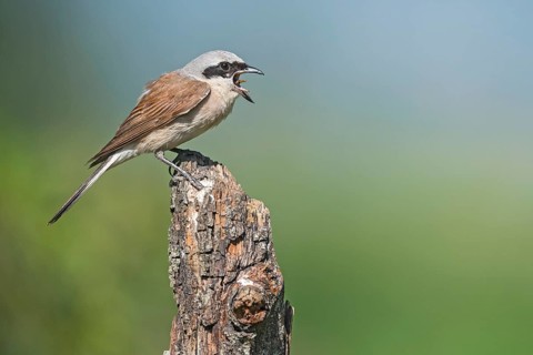 Red-backed Shrike (Lanius collurio) male calling from branch, Aosta Valley, Italy