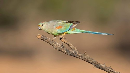 Mulga Parrot (Psephotellus varius) female perched on a branch, Queensland, Australia