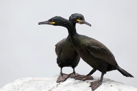 Cormorant (Gulosus aristotelis), breeding pair in courtship display, Hornøya Island, Vardø,