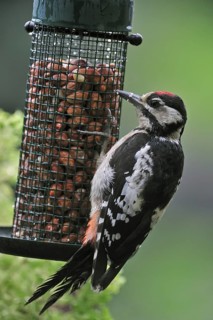 Great Spotted Woodpecker (Dendrocopos major), Greater Spotted Woodpecker juvenile eating peanuts