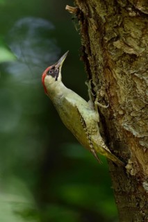 European Green Woodpecker (Picus viridis) female, North Rhine-Westphalia, Germany