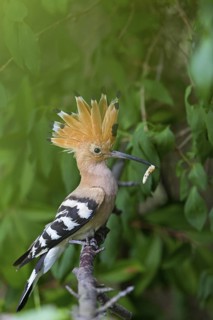 Hoopoe, (Upupa epops), animals, birds, family of tree hoopoes, on perch with prey, Großkarlbach,