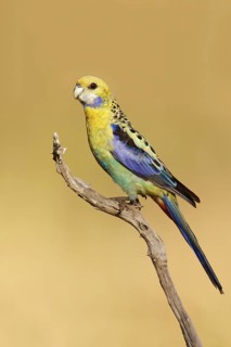 Pale-headed Rosella (Platycercus adscitus), Queensland, Australia