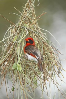 Red-headed Weaver (Anaplectes rubriceps leuconotos) male weaving nest, Lake Naivasha, Kenya