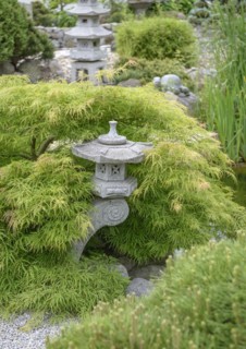 Japanese Garden, Green Slotted Maple (Acer palmatum 'Dissectum'), Japanese Garden World,