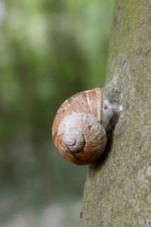 Burgundy snail (Helix pomatia) with sealed snail shell on a tree trunk, North Rhine-Westphalia,