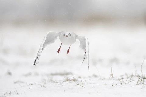 Black-headed Gull (Chroicocephalus ridibundus) flying, North Rhine-Westphalia