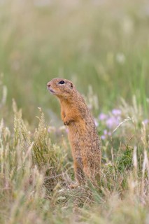 One European ground squirrel (Spermophilus citellus) or European souslik standing erected in tall