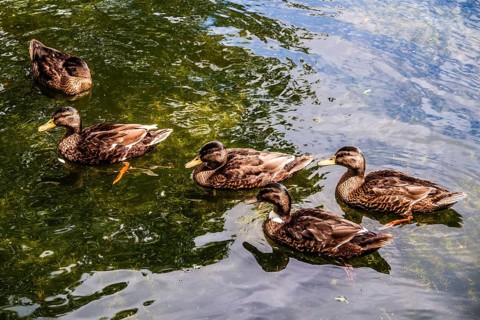 Ducks, walk along the Rotte, route from the modern city center to the green suburbs such as